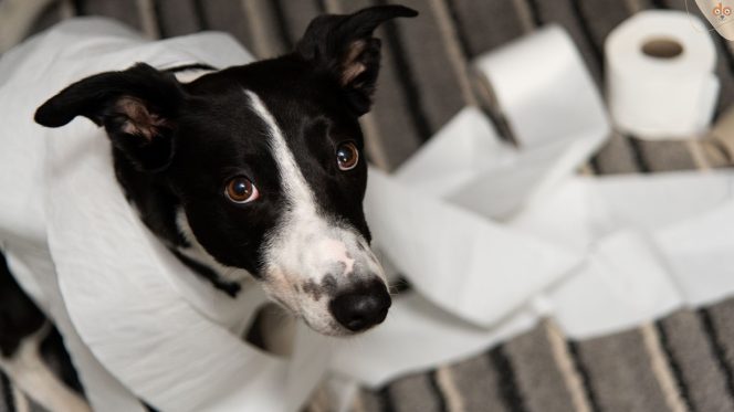 Hund schaut unschuldig, umwickelt mit WC Papier