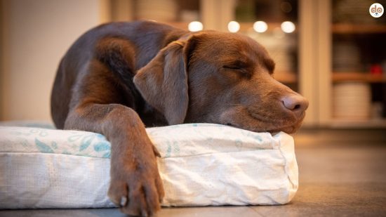 Hund schläft - Ruhetraining