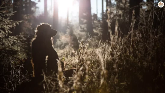 Die häufigsten Todesursachen bei Hunden
