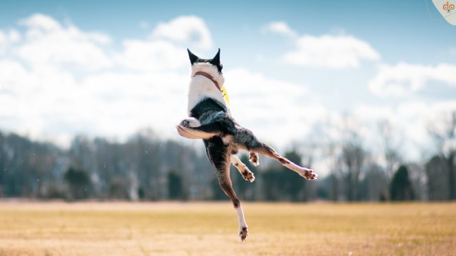 Hund springt auf Feld in die Luft