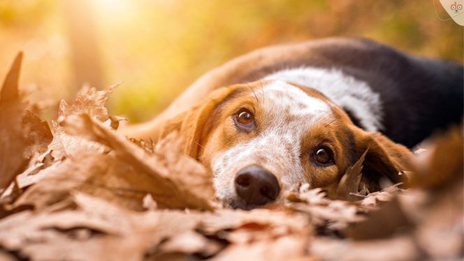 Hund schaut traurig und liegend auf Waldboden im Herbst