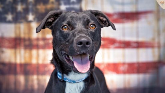 Mit Hund in die USA reisen - Hund vor amerikanischer Flagge