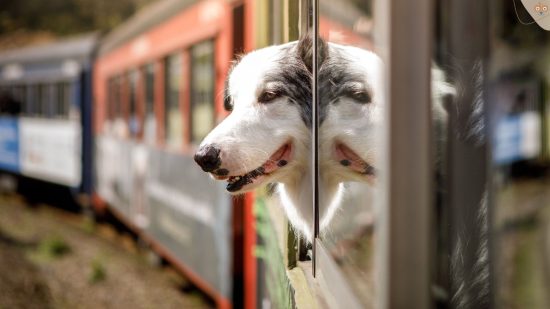 Hund im Zug reisen