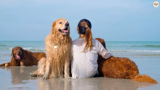 Frau mit Hunden am Meer