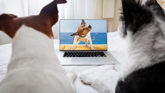 Hunde schauen Film auf Laptop