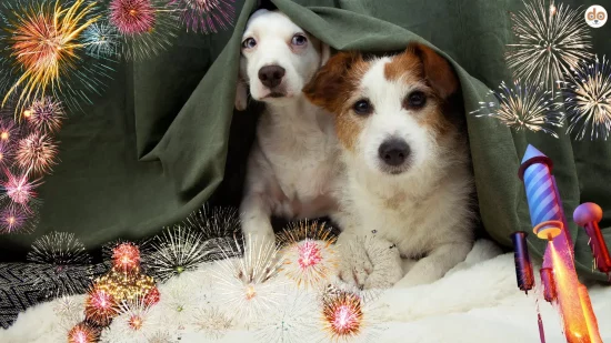 Hunde verstecken sich aus Angst vor lauten Knallern, Feuerwerksinitiative