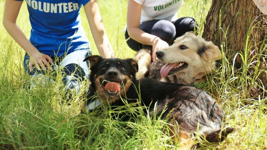 Hunde von Volunteer gerettet im Ausland