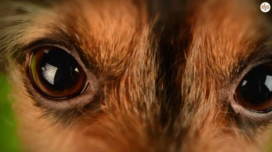 Hundeauge - Hundegesicht