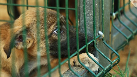 Hundehandel, Hund schaut traurig hinter Gitter, Beispielbild