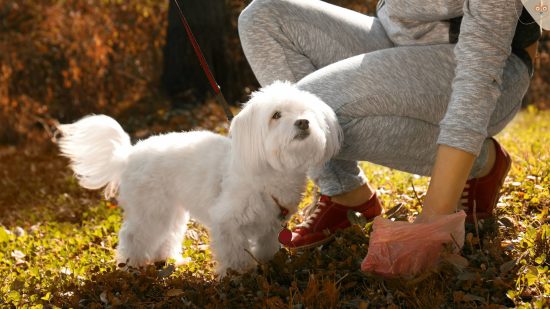 Hundekot auflesen Malteser