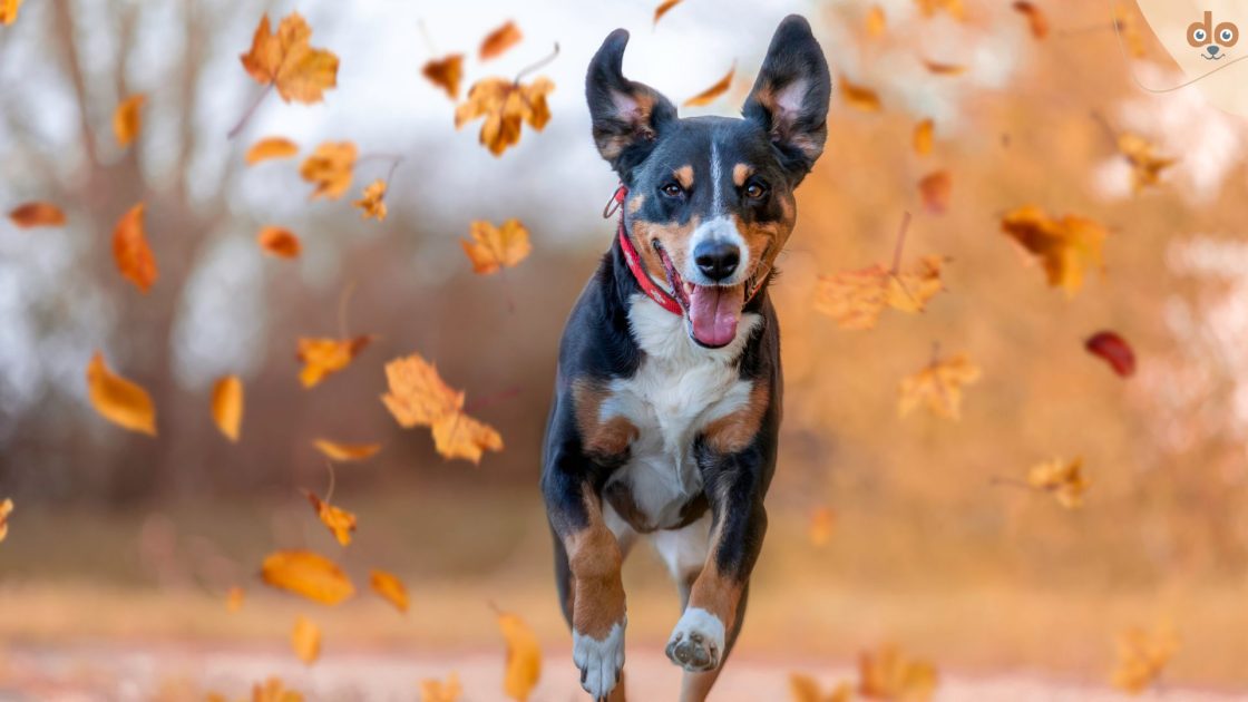 Hund rennt durch Herbstblätter
