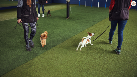 Symbolfoto Tierschutzqualifizierter Hundetrainer