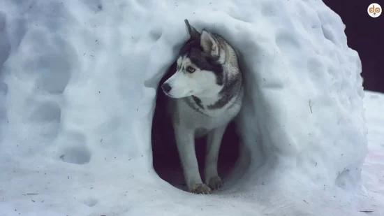Husky bei Winter nutzt Schneeiglu Schneehöhle als Rückzugsort