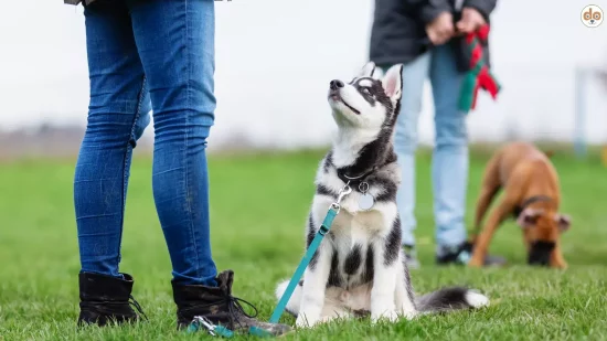 Husky Welpe Junghunde in der Hundeschule, Anfängerhund