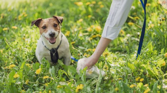 jack-russel-hunde-kot-aufsammeln