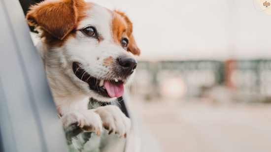 Jack Russell Terrier Hund sabbert beim Autofahren