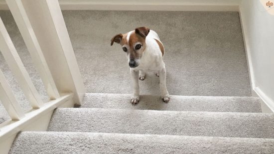 Älterer Jack Russell Terrier erklimmt Treppenstufen, vielleicht braucht er eine Hundetreppe?