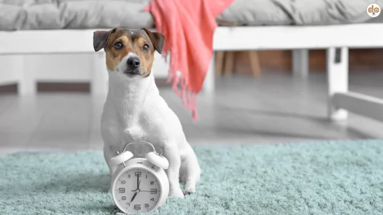 Jack Russell Terrier mit Wecker der 7 Uhr zeigt im Schlafzimmer, Anfängerhunde für Berufstätige