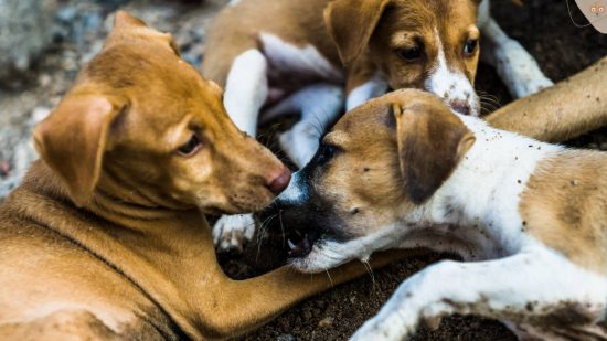 junge-strassenhund-floehe