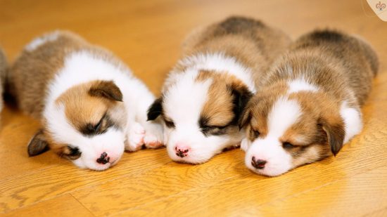 junge-suesse-welpen-schlafen-auf-boden