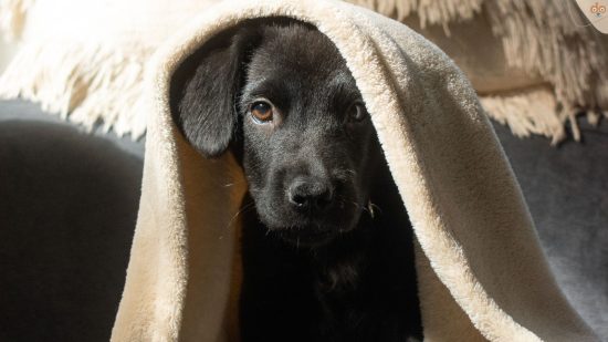 Junger Hund schaut unter Decke hervor