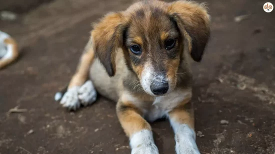 Tierschutz Junghund im Ausland, Einsatz der Tierschützer