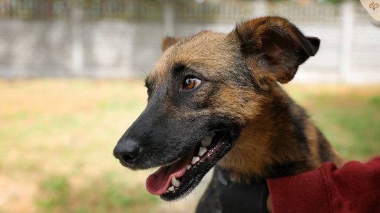 Junghund aus Tierschutz schaut unsicher