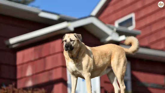Kangal Wachhund bewacht aufmerksam sein Zuhause
