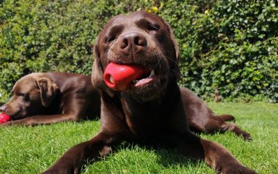 labrador-kaut-gefuelten-kong