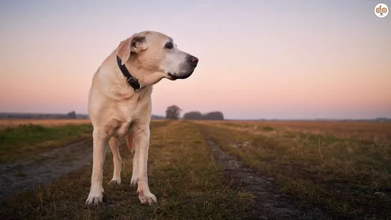 Labrador Retriever allein auf einem Feld Geschichte was wäre wenn es keine Hundezucht gäbe