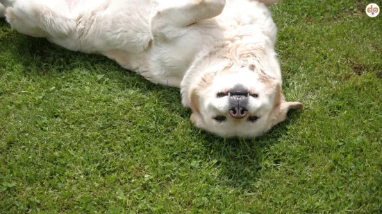 Ranking hundefreundliche Städte