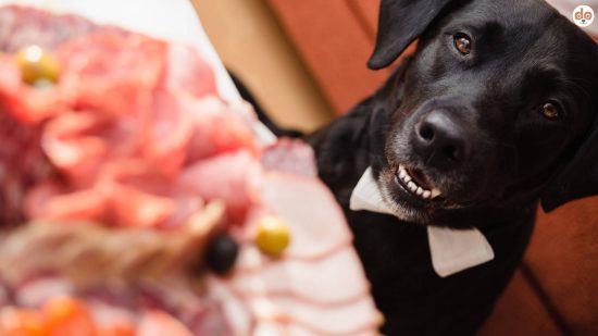 Labrador schaut gierig auf Essen