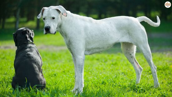 Grosse Hunde, schwarzer Labrador Retriever und weisse dänische Dogge