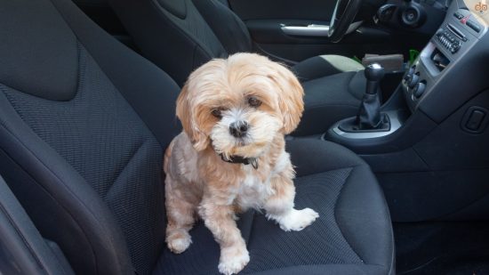 Hundehaare im Auto entfernen, Lhasa Apso sitzt auf Beifahrersitz