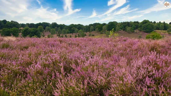 Wanderwege Deutschland Heidschnuckenweg Lüneburger Heide