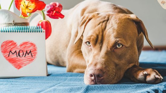 Mamis Liebling ist der Hund