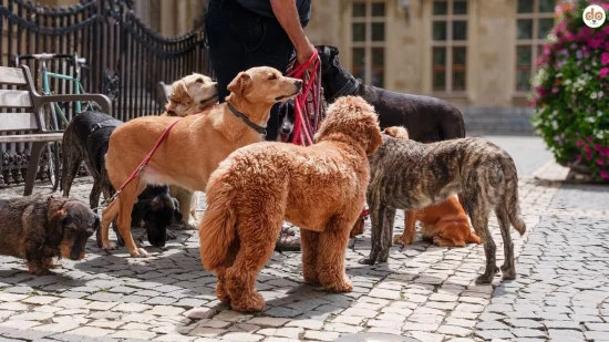 Mehrhundehaltung in der Stadt