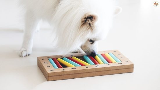 Mentale Auslastung Hund