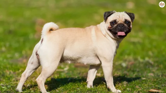 Seitenansicht Mops Pug Dog auf Wiese