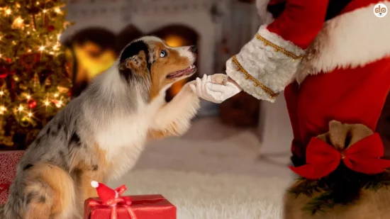 Australian Shepherd Welpe gibt Weihnachtsmann oder Nikolaus die Pfote