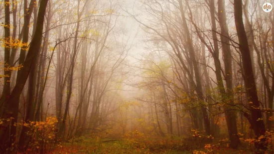Der Wald im November etwas dunstig