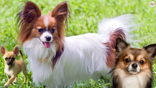 Drei kleine Hunderassen Papillon Lang- und Kurzhaar Chihuahua