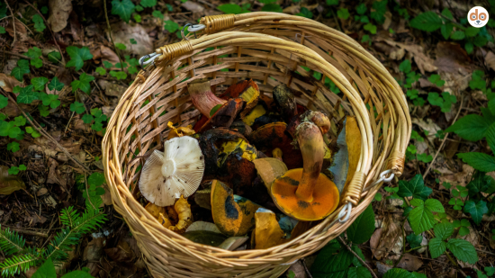 Pilzguide Pilze sammeln im Wald