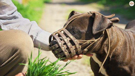 Gesetzesentwurf zum Landeshundegesetz NRW, u.a. Abschaffung Rasselisten
