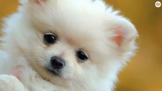 Pomeranian Welpe