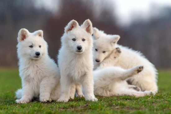puppy-cute-white-swiss-shepherd-dog-portrait-on-me-2021-08-27-09-41-27-utc