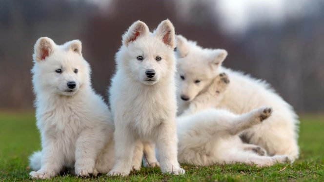 puppy-cute-white-swiss-shepherd-dog-portrait-on-me-2021-08-27-09-41-27-utc