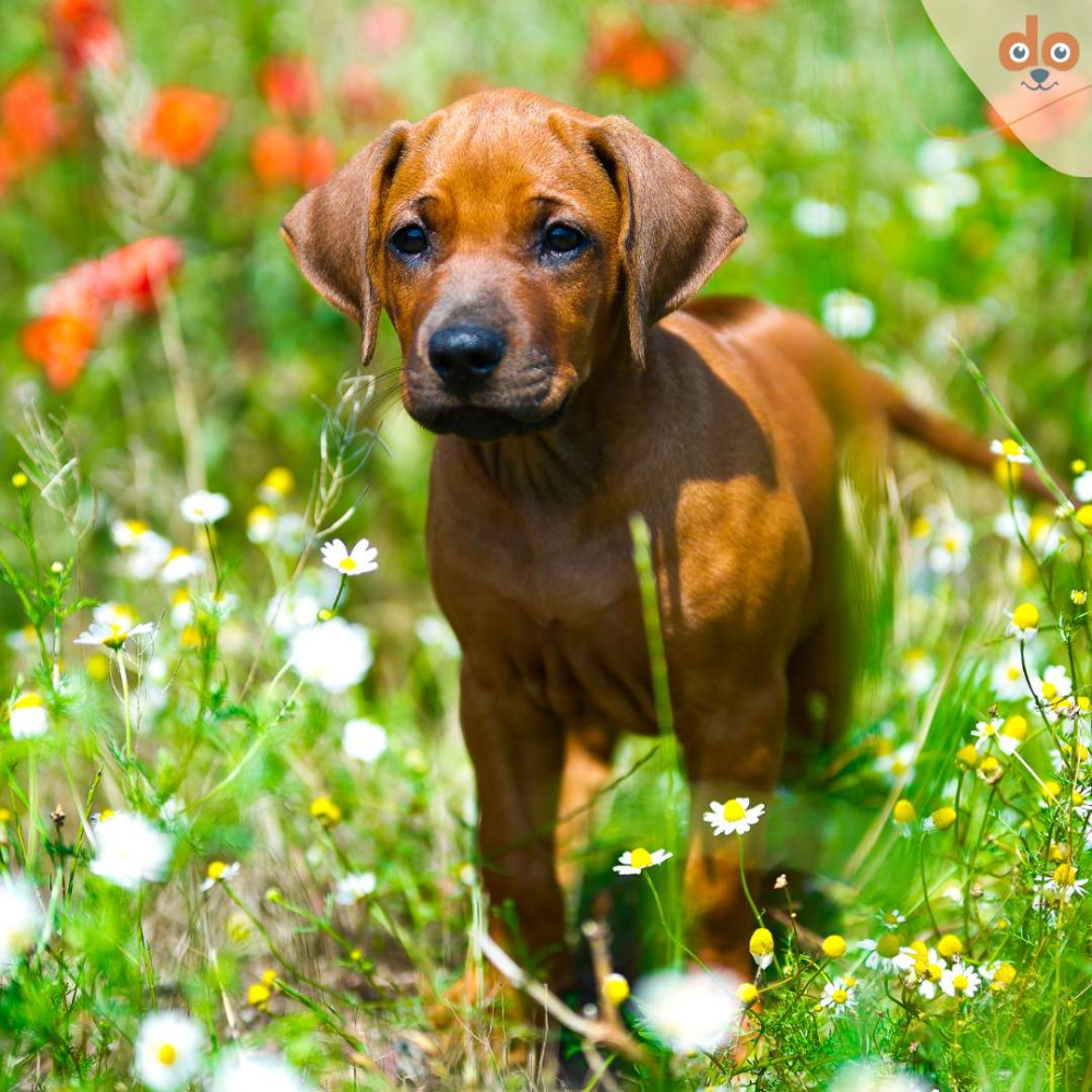 Rhodesian Ridegback Welpen​