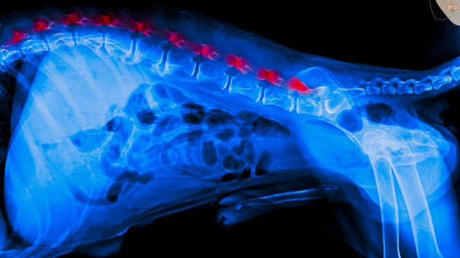 Röntgenbild Hund von Seite Rücken Wirbelsäule