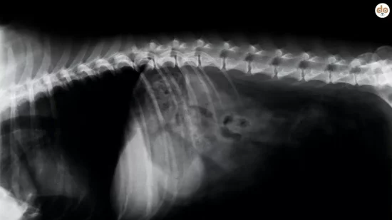 Röntgenbild Wirbelsäule des Hundes